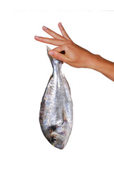 Hand holding fish isolated on transparent layered background. - 751787188