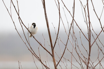 Male reed bunting (Emberiza schoeniclus) perched in a bare tree in Springtime. Yorkshire, UK in March