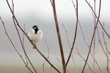 Male reed bunting (Emberiza schoeniclus) sings whilst perched in a bare tree in Springtime. Yorkshire, UK in March