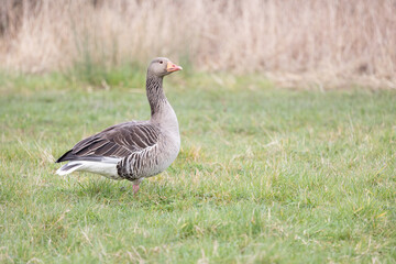 Fototapeta premium A single greylag goose (Anser anser) stands in a field surrounded by green grass, with tall grass behind. Yorkshire, UK in Spring