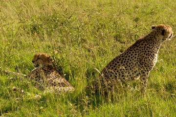 Cheetah brothers