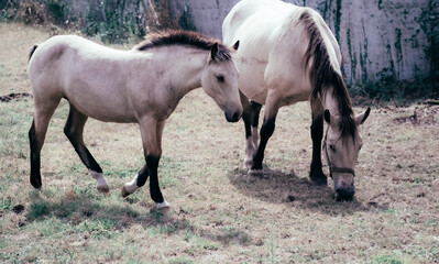 A foal next to a pregnant mare.