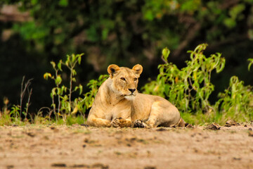 A Lioness rests after a meal at the Amboseli National Park, Kenya