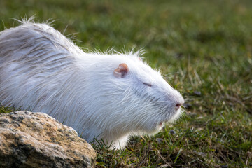 A white fur nutria sits on the green grass with closed eyes near the rock. Albino coypu with white...
