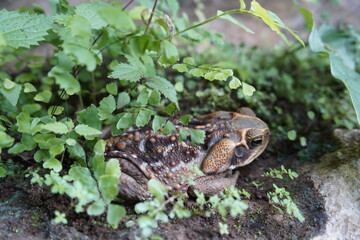 Cane toad (Rhinella marina), Bufonidae family. Ubajara National Park, Ceará, Brazil.