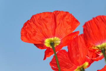 Klatschmohn