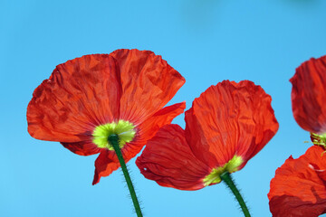 Klatschmohn