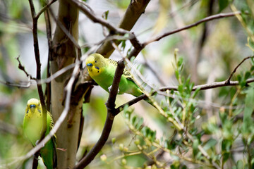 Parakeets are pale green with black bars on their backs, heads, and wings.