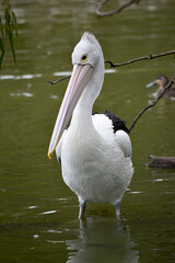 Australian pelicans are one of the largest flying birds. They have a white body and head and black wings. They have a large pink bill.