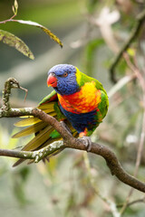 The rainbow lorikeet has a bright yellow-orange/red breast, a mostly violet-blue throat and a yellow-green collar.