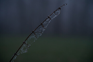 Spinnennetz mit Tau im Nebel