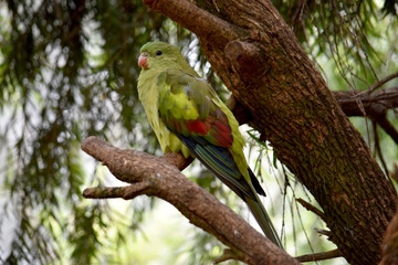 The female regent parrot is all light green. It has yellow shoulder patches and a narrow red band crosses the centre of the wings and yellow underwings.