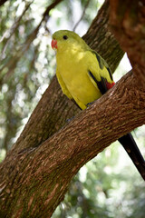 The male Regent Parrot has a general yellow appearance with the tail and outer edges of the wings being dark blue-black.