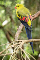 The female regent parrot is all light green. It has yellow shoulder patches and a narrow red band crosses the centre of the wings and yellow underwings.