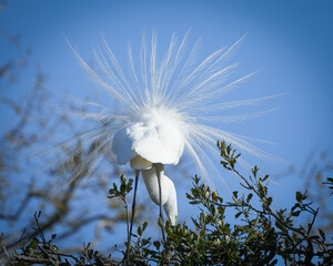 Great Egret doing mating dance