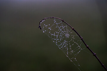 Spinnennetz mit Tau im Nebel