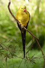 The male Regent Parrot has a general yellow appearance with the tail and outer edges of the wings being dark blue-black