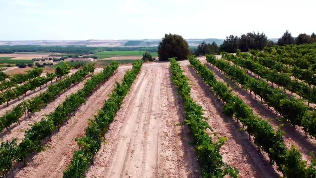 Vi&ntilde;edos en D.O. Ribera del Duero