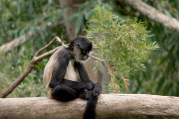 The spider monkey has thumbless hands, this lanky potbellied primate can move swiftly through the trees, using its long tail as a fifth limb.