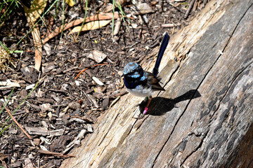 the male Superb Fairy-wren has a light blue cap, ear tufts, and cheeks; a black eye-stripe; dark blue-black throat; brown wings and white breast and belly.
