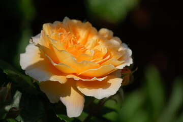 Yellow rose flower background