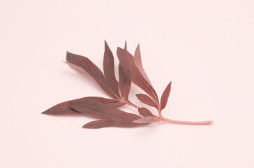 Smoke Pink brown pion flower leaf on beige background.