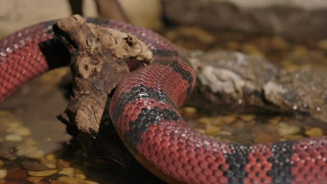 milk snake slithers around a log in real time macro