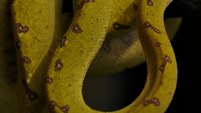 green python pan down approach to see closeup details coiled in tree