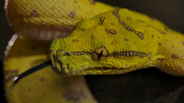 green python flicking tongue closeup nice depth of field slomo