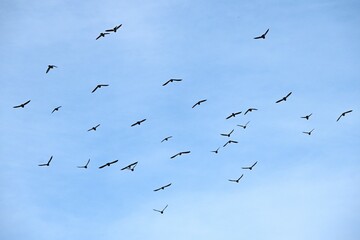 A sight of a flock of pigeons flying in the sky. Bird watching background material.
