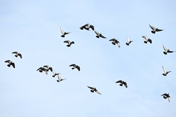 A sight of a flock of pigeons flying in the sky. Bird watching background material.
