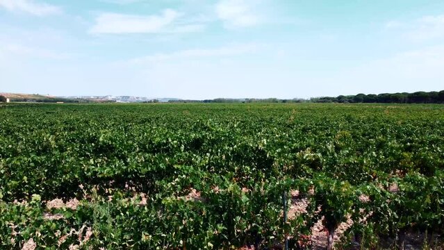 Vi&ntilde;edos en D.O. Ribera del Duero