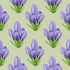 Watercolor spring crocuses seamless pattern, spring flower digital paper on green background. Hand painted floral illustration. For textile design, packaging, wrapping paper, wallpaper, scrapbooking.