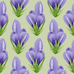 Watercolor spring crocuses seamless pattern, spring flower digital paper on green background. Hand painted floral illustration. For textile design, packaging, wrapping paper, wallpaper, scrapbooking.