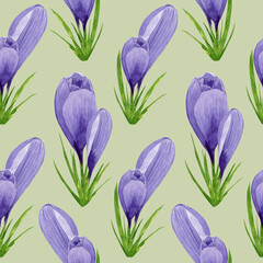Watercolor spring crocuses seamless pattern, spring flower digital paper on green background. Hand painted floral illustration. For textile design, packaging, wrapping paper, wallpaper, scrapbooking.