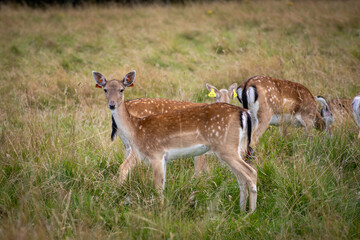 Naklejka na ściany i meble Herd of young wild deer and with big crows running on fresh grass in Phoenix Park in Dublin, Ireland. The 708-hectare park is connected to the 