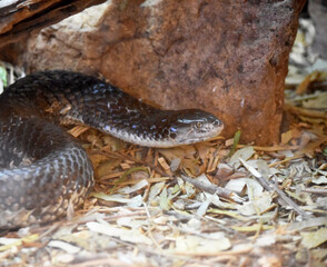 The tiger snake (Notechis scutatus) is a large and highly venomous snake of southern Australia,