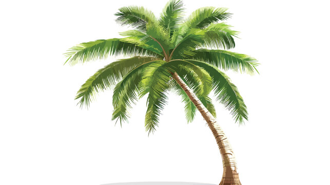 Palm tree with coconut in white background isolated