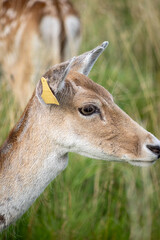 Herd of young wild deer and with big crows running on fresh grass in Phoenix Park in Dublin, Ireland. The 708-hectare park is connected to the 