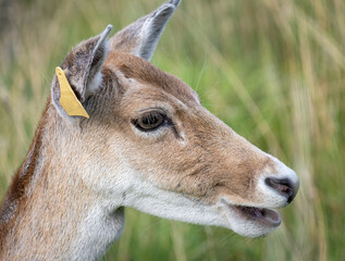 Herd of young wild deer and with big crows running on fresh grass in Phoenix Park in Dublin, Ireland. The 708-hectare park is connected to the 