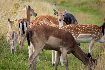 Herd of young wild deer and with big crows running on fresh grass in Phoenix Park in Dublin, Ireland. The 708-hectare park is connected to the 
