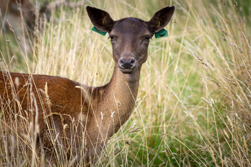 Herd of young wild deer and with big crows running on fresh grass in Phoenix Park in Dublin, Ireland. The 708-hectare park is connected to the 