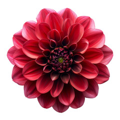Close-Up of Red Flower on White Background