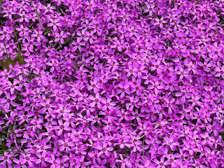 Pink flowers alpine phlox plant 