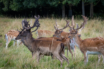 Herd of young wild deer and with big crows running on fresh grass in Phoenix Park in Dublin, Ireland. The 708-hectare park is connected to the 