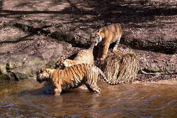 Young tigers have a coat of golden fur with dark stripes, the tiger is the largest wild cat in the...