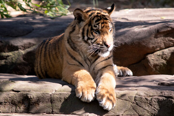 Young tigers have all their stripes and markings. They are learning to be powerful hunters while playing
