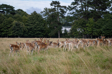 Herd of young wild deer and with big crows running on fresh grass in Phoenix Park in Dublin, Ireland. The 708-hectare park is connected to the 