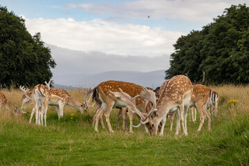 Herd of young wild deer and with big crows running on fresh grass in Phoenix Park in Dublin, Ireland. The 708-hectare park is connected to the 