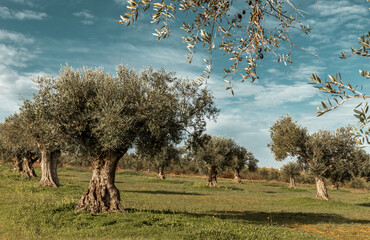 Olive trees cultivation landscape in Portugal